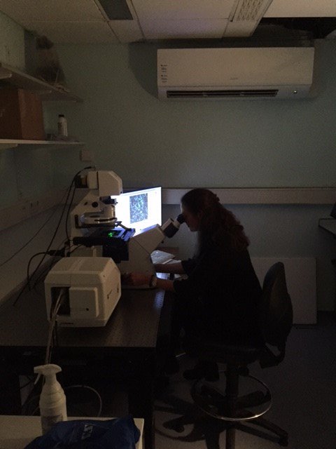 Emma is now examining the stained tumour sections down the microscope & taking confocal  images to analyse #ALD17 https://t.co/mOb6QQbmuj
