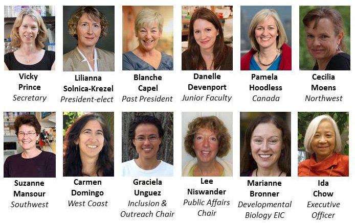 #WomeninSTEM are represented on the SDB Board of Directors. We celebrate all women in #DevelopmentalBiology on #AdaLovelaceDay. https://t.co/I6xsZfSKyN